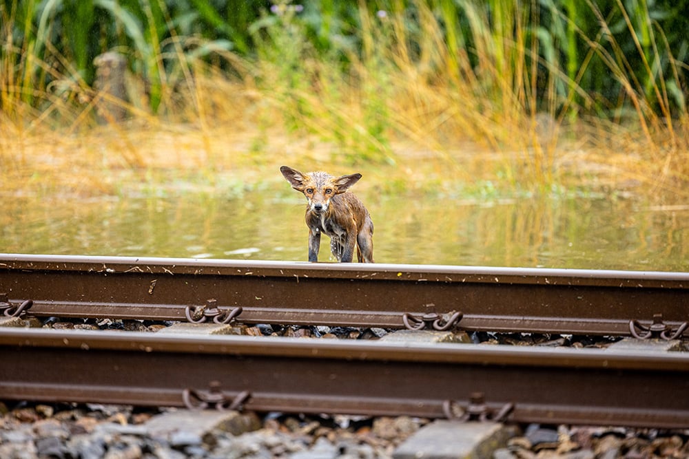 Foto 2: Een doorweekte vos die de overstromingen in Limburg in de zomer van 2021 heeft overleefd. Foto: © Stefan Verkerk Fotografie en Webdesign