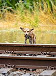 DRRR202107_FloodFox_352615_DE