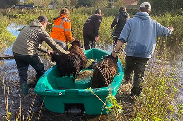 Boerderijdieren worden geëvacueerd nadat hun verblijf is overstroomd. 