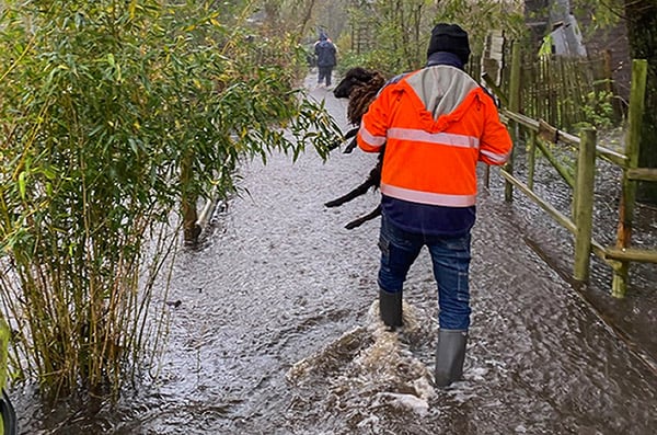 Een schaap wordt weggedragen nadat zijn verblijf overstroomd raakte. © Parc Pédagogique Nature Du Marais 