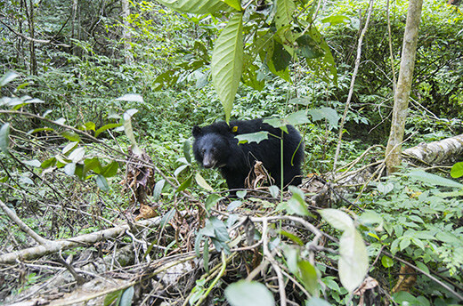 Sagalee de Aziatische zwarte beer wordt vrijgelaten in het wild. Foto: © IFAW-WTI