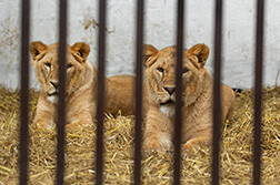 Leeuwinnen Amani en Lira in hun verblijf bij Wild Animal Rescue. Foto: © The Big Cat Sanctuary
