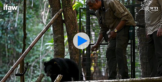 Sagalee Asiatic bear release