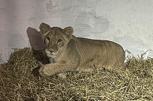 Vanda, de jonge leeuwin met een groeistoornis door ondervoeding, direct na aankomst bij Wild Animal Rescue. Foto: © Wild Animal Rescue