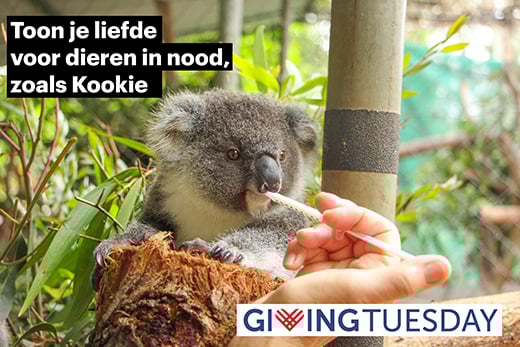 Kookie de koala joey krijgt melk gevoerd terwijl hij onder behandeling is door het IFAW dierenartsenteam bij Friends of the Koala. Foto: Dominica Mack / © IFAW