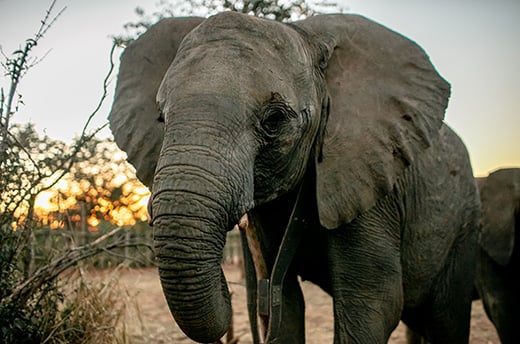Jack de olifant met een gps-halsband om zijn nek © IFAW Foto : Lesanne Dunlop / © IFAW