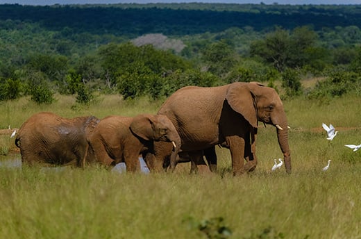 Jack de olifant (rechts) tijdens een wandeling met andere olifanten door Panda Masuie. © IFAW