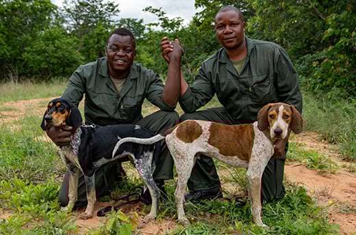 Themba en Wana samen met hun trainers van ZimParks’ K-9 eenheid. Foto: Shaun McMinn / © IFAW