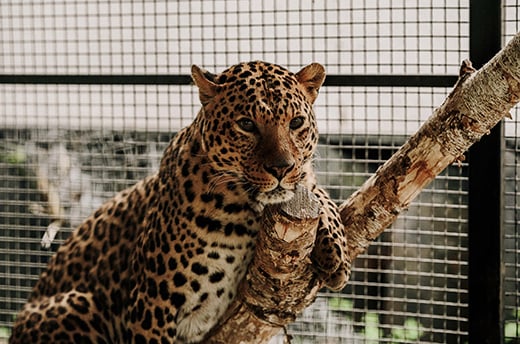 Brave the leopard in care at Wild Animal Rescue.