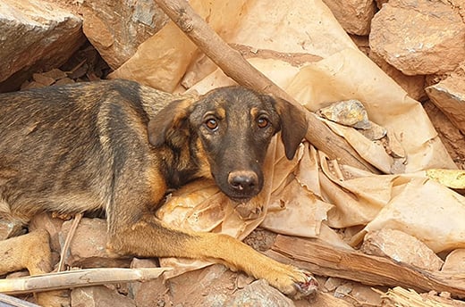 Een hond die vastzit in het puin van een berg die is ingestort tijdens de verwoestende aardbeving in Marokko.