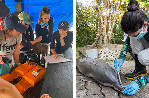 De teamleden van IFAW en het Mamiraua Instituut bespreken hun reddingsacties naar aanleiding van massale sterfte onder rivierdolfijnen in het Tefé-meer in de Amazone, Brazilië. © IFAW / © Miguel Monteiro