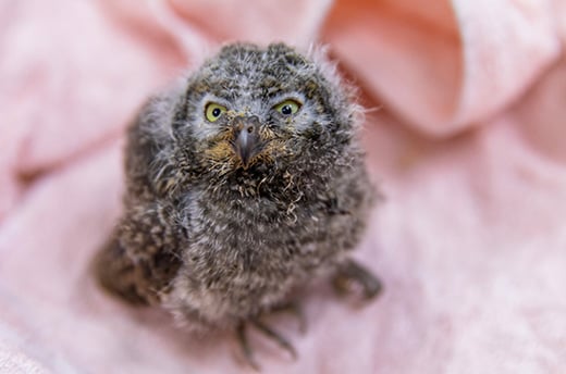 Een verweesde Oosterse dwergooruil voorxdat ze wordt onderzocht © IFAW 