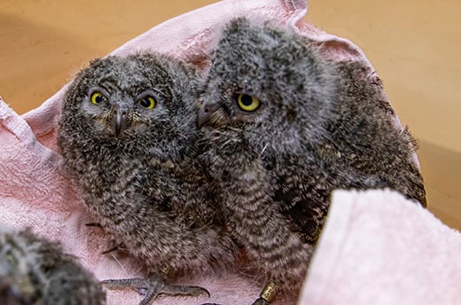 Verweesde oosterse dwergooruilen worden onderzocht in IFAW’s Beijing Raport Rescue Center © IFAW