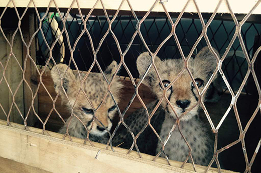 Twee van de negen cheeta's die eerder in Somaliland werden gered van een leven in gevangenschap. Foto: © Cheetah Conservation Fund