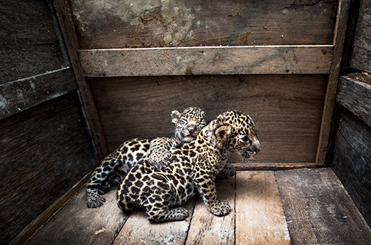 Twee jaguarwelpen (genaamd Nicte-Ha en Celestun Peten) gered door Mexicaanse autoriteiten in Campeche, Mexico. Foto: © Alejandro Prieto