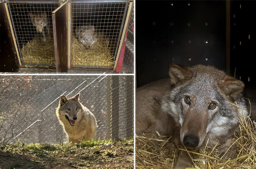 Linksboven: Dora en Venera tijdens hun transport van Oekraïne naar Griekenland. Foto: © M&M Zoo Service Linksonder: Wolf Dora, kort na de aankomst in haar nieuwe verblijf in Griekenland. Foto: © Arcturos Rechts: Wolf Dora tijdens het transport. Foto: © M&M Zoo Service