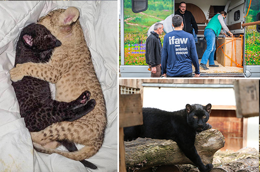Links: Kiara samen met het leeuwenwelpje Prada in de opvang van Wild Animal Rescue in Oekraïne. Foto: © Natalia Popova Rechtsboven: Aankomst van Kiara bij Tonga Terre d’Accueil in Frankrijk. Foto: © IFAW/Beatrice Preve Rechtsonder: Kiara, inmiddels flink gegroeid, bij de opvang in Frankrijk. Foto: © Tonga Terre d'Accueil 