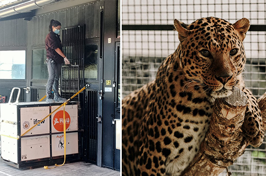 Links: De aankomst van Brave bij de opvanglocatie van Stichting AAP in Spanje. Foto: © AAP Rechts: Luipaard Brave in de opvang van Wild Animal Rescue in Oekraïne. Foto: Natalia Popova / © Wild Animal Rescue