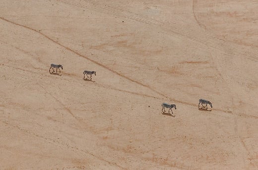 Zebra's steken een opgedroogd meer over op zoek naar grasland en water, Amboseli National Park, Kenia. Foto: © Donal Boyd 