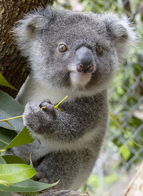 Kookie de verweesde koala joey onder de deskundige zorg van het IFAW dierenarts team bij Friends of the Koala voordat ze oud genoeg was om weer in het wild te worden vrijgelaten. © Friends of the Koala