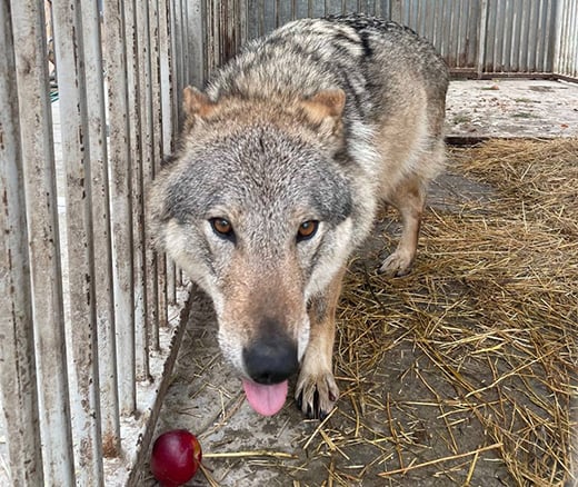 Dora the female wolf in care at Wild Animal Rescue in Ukraine.