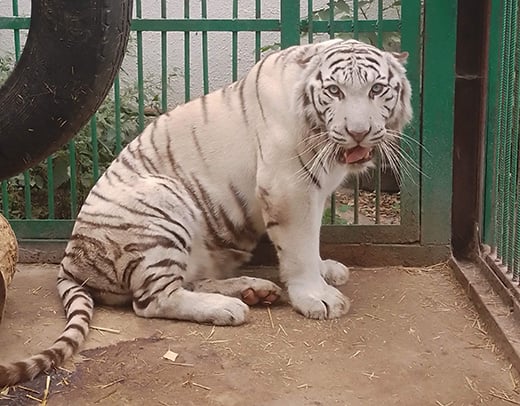 Alex the male white tiger in care at Wild Animal Rescue in Ukraine.