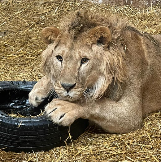 Atlas the male lion in care at Wild Animal Rescue in Ukraine.