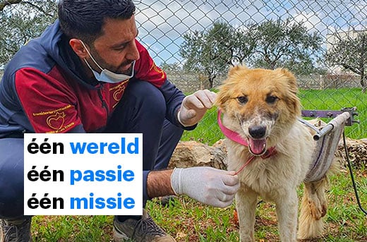 Teamleden van IFAW-partner House of Cats Ernesto hebben een geïmproviseerde rolstoel gemaakt voor Bobby, een verlamde hond die ze hebben gered na de aardbeving in Syrië. © House of Cats Ernesto