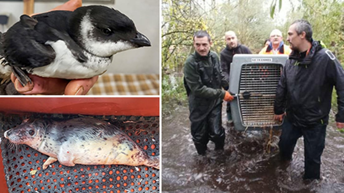 Linksboven: Een kleine alk onder verzorging bij PIAFS. Foto: © PIAFS;  Rechts: Dieren worden gered uit natuureducatiepark Nature du Marais. Foto: © Parc Pédagogique Nature du Marais; Linksonder: Zeehond in PIAFS rehabilitatiecentrum na redding uit Franse storm. Foto: © PIAFS