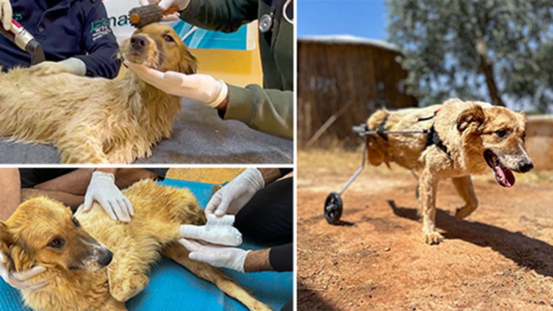 Hond Bobby werd getroffen door de aardbeving in Syrië. Dankzij de onvermoeibare inzet van hulpverleners kan ze weer vrij rondlopen. Foto: © House of Cats Ernesto 