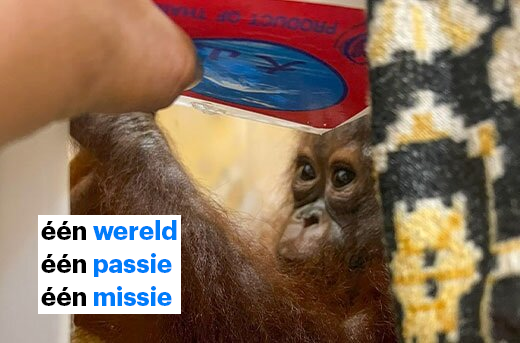 Logos, een tien maanden oude orang-oetan, werd nog net op tijd gered van een leven als dierentuinattractie in Thailand. © JAAN