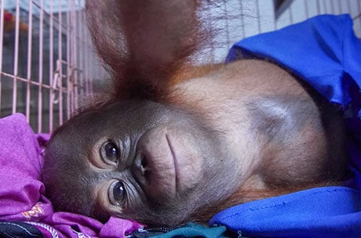 Tien maanden oude orang-oetan Logos gered van de illegale handel in wilde dieren. Foto: © JAAN