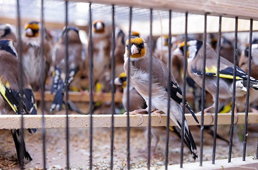 Redding en revalidatie van 1.700 gevangengenomen vogels van smokkelaars in Libanon. © LAMB 