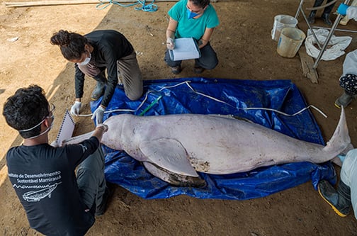 The Mamiraua Institute for Sustainable Development team responds to a mass dolphin mortality event