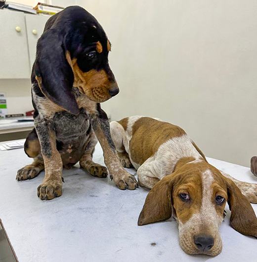 Speurhonden Themba en Wana nog als puppies tijdens hun eerste bezoek aan de door IFAW gesteunde K-9 eenheid bij ZimParks. Foto: © IFAW