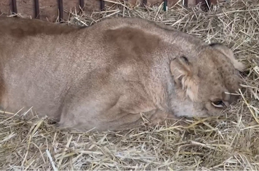 Leeuwin Yuna in shock na bombardementen op de Oekraïense hoofdstad Kyiv. © Wild Animal Rescue