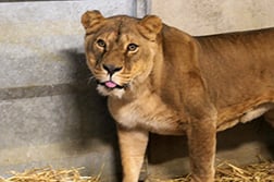 Leeuwin Luladja naar haar reis van Oekraïne naar Frankrijk Foto: © Parc de l'auxois