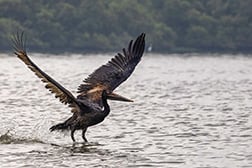 Een pelikaan getroffen door een olielek in Pulicat Lake bij Chennai in Tamil Nadu, India. Foto: © IFAW-WTI