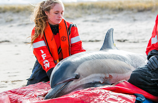 IFAW's Marine Mammal Rescue-teamlid in actie voor een gestrande dolfijn in Wellfleet, Cape Cod (VS). Credits: © Andrea Spence