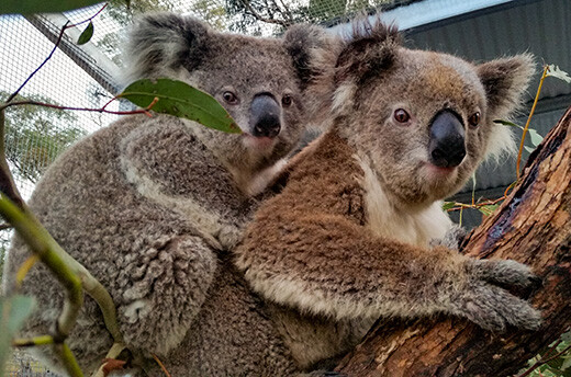 Twee geredde koala's, Jessie en Amelia, zitten op een tak en eten eucalyptusbladeren in hun verblijf tijdens hun revalidatieperiode. © Karen Ford