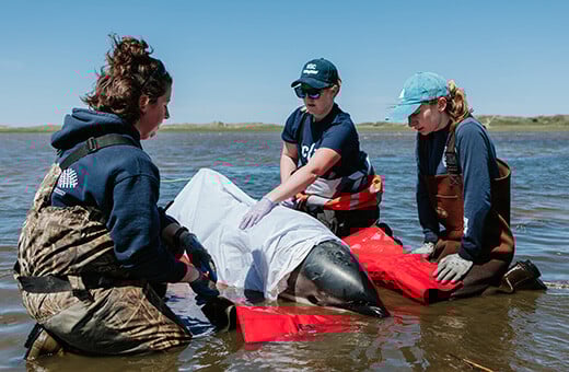 Hulpverleners ondersteunen een witflankdolfijn die gestrand is in de Herring River Gut, Wellfleet, Massachusetts. Foto: Andrea Spence / © IFAW, Activiteiten uitgevoerd in het kader van een federale strandingsovereenkomst tussen IFAW en NMFS onder de MMPA.