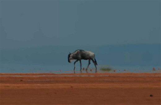 Een gnoe loopt door een uitgedroogd landschap in Amboseli, Kenia. Foto: © IFAW / Atlas 1 Studios