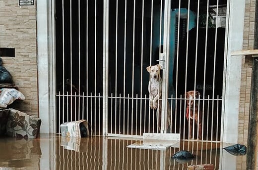 Zwei Hunde stehen hinter einem Gitter eines Innenhofs. Der Boden ist überschwemmt.