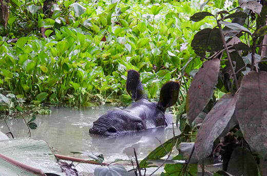 In einem sehr grünen, aber überschwemmten Gebiet, sieht man den Kopf eines jungen Nashornkalbs aus dem Wasser ragen. Die Augen befinden sich ganz knapp über der Wasseroberfläche.