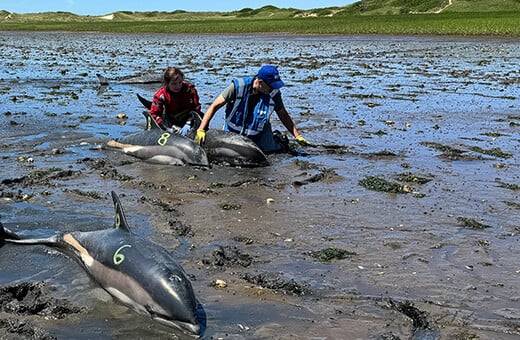 Reddingswerkers in actie tijdens de grootste dolfijnstranding in de geschiedenis van de Verenigde Staten. Credits: © IFAW, Activiteiten uitgevoerd in het kader van een federale strandingsovereenkomst tussen IFAW en NMFS onder de MMPA.