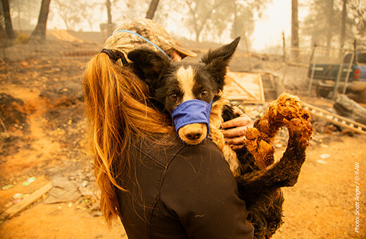 Een hulpverlener draagt een hond met ernstige brandwonden aan zijn poten van de Camp Fire in Californië in 2018. Foto: Scott Anger / © IFAW