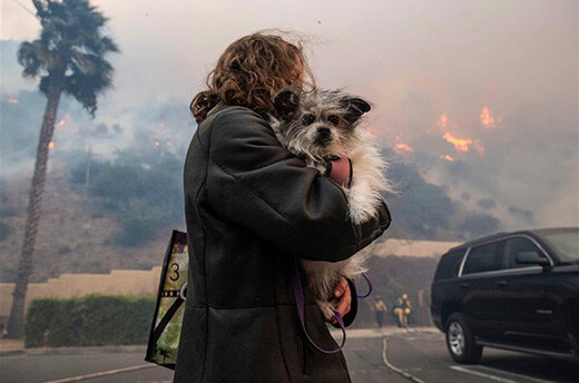 Een inwoner van Pacific Palisades vlucht met haar hond voor de naderende natuurbrand, 7 januari 2025.