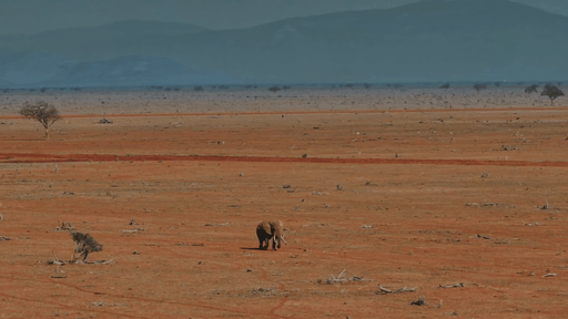Een olifant zwerft door de Amboseli in Kenia tijdens recorddroogte © IFAW / Atlas 1 Studios
