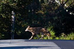 Triangle de coyote steekt de zonnige Grapevine Road over in Gloucester, Massachusetts, Verenigde Staten. Foto: © Ivan Kuraev / Urban Coyote Initiative