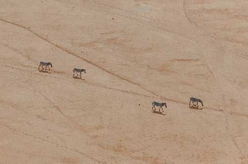 [09:51] Eigenraam, Emiel Zebra's steken een opgedroogd meer over op zoek naar grasland en water, Amboseli National Park, Kenia. Foto: © Donal Boyd